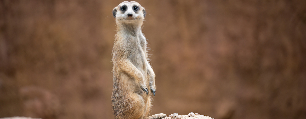 cute meerkat suricata